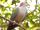 Red-naped fruit dove