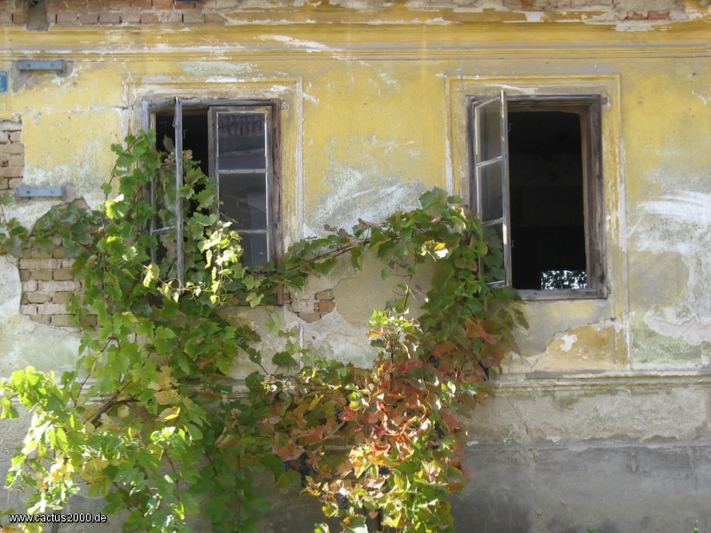 Des fenêtres vieilles