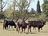 Camargue cattle