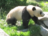 Junger Panda