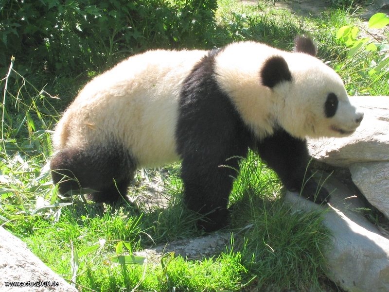 Jeune panda géant