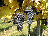 Dark-coloured grapes