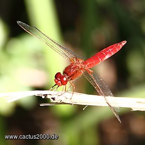 bild4